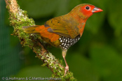 Schlegels Twinspot, Pintadinho-verde, Schlegels Tropfenastrild, ( Mandingoa nitidula schlegeli), West African Green-backed, Green Twinspot,   Pinzón Dos Puntos de Lomo Verde,   Sénégali vert, Mandingo bimaculato