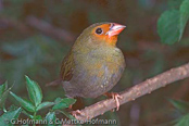 Schlegels Twinspot, Pintadinho-verde, Schlegels Tropfenastrild, ( Mandingoa nitidula schlegeli), West African Green-backed, Green Twinspot,   Pinzón Dos Puntos de Lomo Verde,   Sénégali vert, Mandingo bimaculato