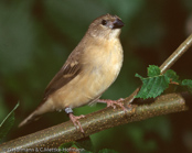 Strawberry finch, Bico-de-cera,Tigerfink, (Amandava amandava), Bengali-vermelho, Tüpfelastrild, tygříček tečkovaný, Tigerfinke, Bengalí Rojo,  punatiikeripeippo, Bengali rouge, Tígurstrildi, Bengalino comune, benisuzume,   ベニスズメ, Tijgervink, bengalik czerwony, Тигровый астрильд, amandava bodkovaná,Röd tigerfink