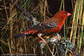 Strawberry finch, Bico-de-cera,Tigerfink, (Amandava amandava), Bengali-vermelho, Tüpfelastrild, tygříček tečkovaný, Tigerfinke, Bengalí Rojo,  punatiikeripeippo, Bengali rouge, Tígurstrildi, Bengalino comune, benisuzume,   ベニスズメ, Tijgervink, bengalik czerwony, Тигровый астрильд, amandava bodkovaná,Röd tigerfink