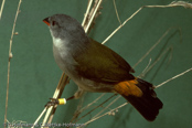 Swee Waxbill, Bico-de-lacre-meridional, Schwarzbäckchen,  (Estrilda m. melanotis), astrild šedoprsý, Grünastrild, Sortkindet Astrild, Astrild Swee,   vihervahanokka, Astrild à joues noires, Astrilde guancenere, kibarakaedechou,   キバラカエデチョウ, Groenrugastrild, astryld zóltobrzuchy, astrilda sivoprsá,  Astrild à joues noires, astryld zóltobrzuchy