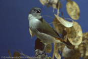 Swee Waxbill, Bico-de-lacre-meridional, Schwarzbäckchen,  (Estrilda m. melanotis), astrild šedoprsý, Grünastrild, Sortkindet Astrild, Astrild Swee,   vihervahanokka, Astrild à joues noires, Astrilde guancenere, kibarakaedechou,   キバラカエデチョウ, Groenrugastrild, astryld zóltobrzuchy, astrilda sivoprsá,  Astrild à joues noires, astryld zóltobrzuchy