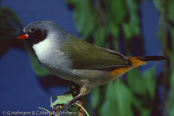 Swee Waxbill, Bico-de-lacre-meridional, Schwarzbäckchen,  (Estrilda m. melanotis), astrild šedoprsý, Grünastrild, Sortkindet Astrild, Astrild Swee,   vihervahanokka, Astrild à joues noires, Astrilde guancenere, kibarakaedechou,   キバラカエデチョウ, Groenrugastrild, astryld zóltobrzuchy, astrilda sivoprsá,  Astrild à joues noires, astryld zóltobrzuchy