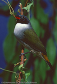 Swee Waxbill, Bico-de-lacre-meridional, Schwarzbäckchen,  (Estrilda m. melanotis), astrild šedoprsý, Grünastrild, Sortkindet Astrild, Astrild Swee,   vihervahanokka, Astrild à joues noires, Astrilde guancenere, kibarakaedechou,   キバラカエデチョウ, Groenrugastrild, astryld zóltobrzuchy, astrilda sivoprsá,  Astrild à joues noires, astryld zóltobrzuchy