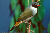 Swee Waxbill, Bico-de-lacre-meridional, Schwarzbäckchen,  (Estrilda m. melanotis), astrild šedoprsý, Grünastrild, Sortkindet Astrild, Astrild Swee,   vihervahanokka, Astrild à joues noires, Astrilde guancenere, kibarakaedechou,   キバラカエデチョウ, Groenrugastrild, astryld zóltobrzuchy, astrilda sivoprsá,  Astrild à joues noires, astryld zóltobrzuchy