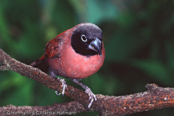 Vinaceous Firefinch, Amarante-vináceo, Weinroter Amarant, (Lagonosticta larvata vinacea), (Lagonosticta vinacea), Larvenamarant, Schwarzkehlamarant, amarant vínorudý, Lys Vinamarant,  Pinzón Candela Rojo Morado, harmaaruusupeippo, Amarante vineux, Amaranto vinaceo, amarantka rózowa, amarant ciernohrdlý