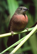 Vinaceous Firefinch, Amarante-vináceo, Weinroter Amarant, (Lagonosticta larvata vinacea), (Lagonosticta vinacea), Larvenamarant, Schwarzkehlamarant, amarant vínorudý, Lys Vinamarant,  Pinzón Candela Rojo Morado, harmaaruusupeippo, Amarante vineux, Amaranto vinaceo, amarantka rózowa, amarant ciernohrdlý