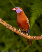 Violet ear, Common Grenadier,  Granatina, Granatastrild, (Uraeginthus granatina),  Granadero Común,  orvokkipeippo,   Cordonbleu grenadin,   Garantino comune,   tokiwasuzume,   トキワスズメ, Granaatastrild, motylik fioletowouchy, Monsenhor,  Гранатовый астрильд, motýlik granátový