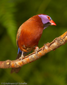 Violet ear, Common Grenadier,  Granatina, Granatastrild, (Uraeginthus granatina),  Granadero Común,  orvokkipeippo,   Cordonbleu grenadin,   Garantino comune,   tokiwasuzume,   トキワスズメ, Granaatastrild, motylik fioletowouchy, Monsenhor,  Гранатовый астрильд, motýlik granátový