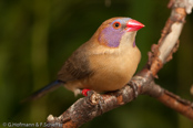 Violet ear, Common Grenadier,  Granatina, Granatastrild, (Uraeginthus granatina),  Granadero Común,  orvokkipeippo,   Cordonbleu grenadin,   Garantino comune,   tokiwasuzume,   トキワスズメ, Granaatastrild, motylik fioletowouchy, Monsenhor,  Гранатовый астрильд, motýlik granátový