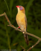 Violet ear, Common Grenadier,  Granatina, Granatastrild, (Uraeginthus granatina),  Granadero Común,  orvokkipeippo,   Cordonbleu grenadin,   Garantino comune,   tokiwasuzume,   トキワスズメ, Granaatastrild, motylik fioletowouchy, Monsenhor,  Гранатовый астрильд, motýlik granátový