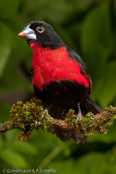 Western Bluebill, Bicudo,  Rotbrust-Samenknacker, (Spermophaga haematina) louskáček červenoprsý, Rødbrystet Frøknækker, Pinzón Pico Azul de Pecho Rojo, pensassininokka, Sénégali sanguin, Beccoblu occidentale, kurogaoaohashikimpara, クロガオアオハシキンパラ, Roodborst-blauwsnavel,   plomiennik czarnoglowy, luskácik cervenoprsý