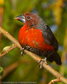 Western Bluebill, Bicudo,  Rotbrust-Samenknacker, (Spermophaga haematina) louskáček červenoprsý, Rødbrystet Frøknækker, Pinzón Pico Azul de Pecho Rojo, pensassininokka, Sénégali sanguin, Beccoblu occidentale, kurogaoaohashikimpara, クロガオアオハシキンパラ, Roodborst-blauwsnavel,   plomiennik czarnoglowy, luskácik cervenoprsý