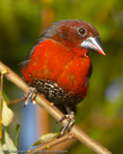 Western Bluebill, Bicudo,  Rotbrust-Samenknacker, (Spermophaga haematina) louskáček červenoprsý, Rødbrystet Frøknækker, Pinzón Pico Azul de Pecho Rojo, pensassininokka, Sénégali sanguin, Beccoblu occidentale, kurogaoaohashikimpara, クロガオアオハシキンパラ, Roodborst-blauwsnavel,   plomiennik czarnoglowy, luskácik cervenoprsý