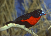 Western Bluebill, Bicudo,  Rotbrust-Samenknacker, (Spermophaga haematina) louskáček červenoprsý, Rødbrystet Frøknækker, Pinzón Pico Azul de Pecho Rojo, pensassininokka, Sénégali sanguin, Beccoblu occidentale, kurogaoaohashikimpara, クロガオアオハシキンパラ, Roodborst-blauwsnavel,   plomiennik czarnoglowy, luskácik cervenoprsý