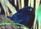 Western Bluebill, Bicudo,  Rotbrust-Samenknacker, (Spermophaga haematina) louskáček červenoprsý, Rødbrystet Frøknækker, Pinzón Pico Azul de Pecho Rojo, pensassininokka, Sénégali sanguin, Beccoblu occidentale, kurogaoaohashikimpara, クロガオアオハシキンパラ, Roodborst-blauwsnavel,   plomiennik czarnoglowy, luskácik cervenoprsý