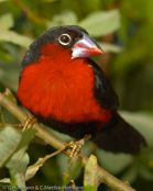 Western Bluebill, Bicudo,  Rotbrust-Samenknacker, (Spermophaga haematina pustulata) louskáček červenoprsý, Rødbrystet Frøknækker, Pinzón Pico Azul de Pecho Rojo, pensassininokka, Sénégali sanguin, Beccoblu occidentale, kurogaoaohashikimpara, クロガオアオハシキンパラ, Roodborst-blauwsnavel,   plomiennik czarnoglowy, luskácik cervenoprsý