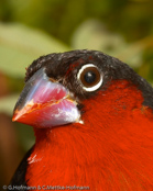 Western Bluebill, Bicudo,  Rotbrust-Samenknacker, (Spermophaga haematina pustulata) louskáček červenoprsý, Rødbrystet Frøknækker, Pinzón Pico Azul de Pecho Rojo, pensassininokka, Sénégali sanguin, Beccoblu occidentale, kurogaoaohashikimpara, クロガオアオハシキンパラ, Roodborst-blauwsnavel,   plomiennik czarnoglowy, luskácik cervenoprsý