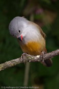 Swee Waxbill, Gelbbauchastrild (Estrilda q. kilimensis)