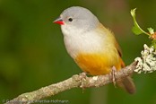 Swee Waxbill, Gelbbauchastrild (Estrilda q. kilimensis)