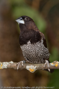 Bengalese finch, Manon, Bengalim do Japã, Japanisches Mövchen (Lonchura striata dom.)