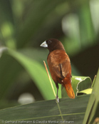 Black-headed Munia, Capuchinho-tricolor,  Schwarzbauchnonne, (Lonchura malacca), Chestnut Mannikin, panenka tříbarvá, Trefarvet Nonne, Capuchino de Cabeza Negra, kastanjamanikki, Capucin à dos marron, Cappuccino tricolore,   gimpara, ギンパラ, Driekleurennon, mniszka kapturowa,  Трёхцветная муния, mníška ciernohlavá, Kastanjemunia