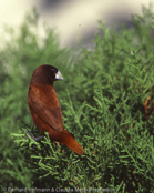 Black-headed Munia, Capuchinho-tricolor,  Schwarzbauchnonne, (Lonchura malacca), Chestnut Mannikin, panenka tříbarvá, Trefarvet Nonne, Capuchino de Cabeza Negra, kastanjamanikki, Capucin à dos marron, Cappuccino tricolore,   gimpara, ギンパラ, Driekleurennon, mniszka kapturowa,  Трёхцветная муния, mníška ciernohlavá, Kastanjemunia