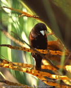 Black-headed Munia, Capuchinho-tricolor,  Schwarzbauchnonne, (Lonchura malacca), Chestnut Mannikin, panenka tříbarvá, Trefarvet Nonne, Capuchino de Cabeza Negra, kastanjamanikki, Capucin à dos marron, Cappuccino tricolore,   gimpara, ギンパラ, Driekleurennon, mniszka kapturowa,  Трёхцветная муния, mníška ciernohlavá, Kastanjemunia