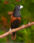 Black-headed Munia, Capuchinho-tricolor,  Schwarzbauchnonne, (Lonchura malacca), Chestnut Mannikin, panenka tříbarvá, Trefarvet Nonne, Capuchino de Cabeza Negra, kastanjamanikki, Capucin à dos marron, Cappuccino tricolore,   gimpara, ギンパラ, Driekleurennon, mniszka kapturowa,  Трёхцветная муния, mníška ciernohlavá, Kastanjemunia