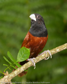 Black-headed Munia, Capuchinho-tricolor,  Schwarzbauchnonne, (Lonchura malacca), Chestnut Mannikin, panenka tříbarvá, Trefarvet Nonne, Capuchino de Cabeza Negra, kastanjamanikki, Capucin à dos marron, Cappuccino tricolore,   gimpara, ギンパラ, Driekleurennon, mniszka kapturowa,  Трёхцветная муния, mníška ciernohlavá, Kastanjemunia