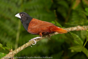 Black-headed Munia, Capuchinho-tricolor,  Schwarzbauchnonne, (Lonchura malacca), Chestnut Mannikin, panenka tříbarvá, Trefarvet Nonne, Capuchino de Cabeza Negra, kastanjamanikki, Capucin à dos marron, Cappuccino tricolore,   gimpara, ギンパラ, Driekleurennon, mniszka kapturowa,  Трёхцветная муния, mníška ciernohlavá, Kastanjemunia