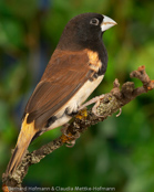 Grand Valley Munia, Capuchinho-do-grande-vale, Schwarzbrustnonne,(Lonchura teerinki), (Munia t. teerinki),  panenka černoprsá,  Schwarzbrust-Schilffink,  Sortbrystet Sivfinke, Capuchino del Gran Valle, niittymanikki, Capucin à poitrine noire, Cappuccino pettonero, miyamakimpara, ミヤマキンパラ, Baliem-rietvink, mniszka czarnopiersna, mníška ciernoprsá