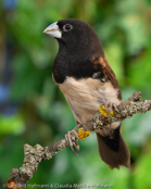 Grand Valley Munia, Capuchinho-do-grande-vale, Schwarzbrustnonne,(Lonchura teerinki), (Munia t. teerinki),  panenka černoprsá,  Schwarzbrust-Schilffink,  Sortbrystet Sivfinke, Capuchino del Gran Valle, niittymanikki, Capucin à poitrine noire, Cappuccino pettonero, miyamakimpara, ミヤマキンパラ, Baliem-rietvink, mniszka czarnopiersna, mníška ciernoprsá