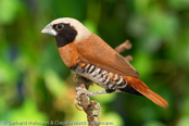 Chestnut-breasted Munia,  Braunbrust-Schilffink,,Capuchinho-de-peito-castanho, (Lonchura castaneothorax sharpii), Chestnut-breasted Mannikin,  Zwergschilffink,  Zwergnonne, panenka hnědoprsá, Brunbrystet, Sivfinke, Capuchino de Pecho Castaño, ruskorintamanikki, Capucin donacole, Cappuccino pettocastano, shimakokin,  シマコキン, Bruinborst-rietvink, mniszka przepasana,  Каштановогрудая амадина, mníška hnedoprsá