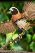 Chestnut-breasted Munia,  Braunbrust-Schilffink,,Capuchinho-de-peito-castanho, (Lonchura castaneothorax sharpii), Chestnut-breasted Mannikin,  Zwergschilffink,  Zwergnonne, panenka hnědoprsá, Brunbrystet, Sivfinke, Capuchino de Pecho Castaño, ruskorintamanikki, Capucin donacole, Cappuccino pettocastano, shimakokin,  シマコキン, Bruinborst-rietvink, mniszka przepasana,  Каштановогрудая амадина, mníška hnedoprsá