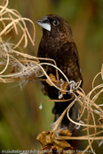 Dusky Mannikin, Capuchinho-fusco, Borneobronzemännchen, (Lonchura fuscans), Dusky Munia, panenka bornejská, Borneobronzefinke, Capuchino Oscuro, borneonmanikki, Capucin sombre, Cappuccino bruno, kogechakimpara,   コゲチャキンパラ, Borneo-bronzemannetje, mniszka ciemna, mníška tmavá