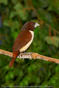 Five-colored Munia, Fünffarbennonne, Capuchinho-de-castanho-e-branco, (Lonchura quinticolor),Chestnut-and-white Munia,panenka pětibarvá, Femfarvet Nonne, Capuchino Castaño y Blanco, timorinmanikki, Capucin coloré, Cappuccino dai cinque colori, goshikikimpara, ゴシキキンパラ,  Vijfkleurennon, mniszka kasztanowoglowa, mníška pätfarebná