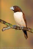 Five-colored Munia, Chestnut-and-white Munia, Fünffarbennonne, Capuchinho-de-castanho-e-branco,(Lonchura quinticolor), -adult male, -adultes Männchen