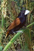 Great-billed Manninkin, Capuchinho-de-bico-grande, Dickschnabelnonne, (Munia grandis), panenka velká, Tyknæbsnonne, Capuchino de Pico Grande, isonokkamanikki, Grand Capucin, Cappuccino beccogrosso, kigoshikimpara,   キゴシキンパラ, Dikbeknon, mniszka wielkodzioba, mníška velká