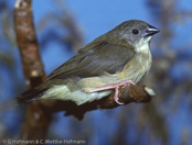 Green Avadavat, Bengalim Verde, Olivastrild, (Amandava formosa) tygříček olivový,   Olivengrøn Astrild, Bengalí Verde, vihertiikeripeippo, Bengali vert,  Bengalino verde, midorisuzume, シマキンカ, Olijfastrild,  bengalik oliwkowy, amandava olivová