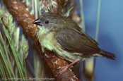 Green Avadavat, Bengalim Verde, Olivastrild, (Amandava formosa) tygříček olivový,   Olivengrøn Astrild, Bengalí Verde, vihertiikeripeippo, Bengali vert,  Bengalino verde, midorisuzume, シマキンカ, Olijfastrild,  bengalik oliwkowy, amandava olivová