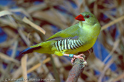 Green Avadavat, Bengalim Verde, Olivastrild, (Amandava formosa) tygříček olivový,   Olivengrøn Astrild, Bengalí Verde, vihertiikeripeippo, Bengali vert,  Bengalino verde, midorisuzume, シマキンカ, Olijfastrild,  bengalik oliwkowy, amandava olivová