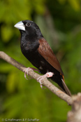 HYBRID Black Mannikin, Black Munia, Hadesnonne ,Capuchinho-preto, (Lonchura stygia)