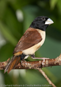 Hooded Munia, Prachtnonne, Capuchinho-da-nova-inglaterra, (Lonchura spectabilis), New Britain Mannikin, panenka nádherná, Pragtnonne, Capuchino de Nueva Bretaña, mustahuppumanikki,   Capucin à capuchon, Cappuccino pettobianco della Nuova Britannia, nyu-buritenshimakokin, ニュアブエイテンシマコキン, Witbuiknon, mniszka papuaska,   mníška kapucnová