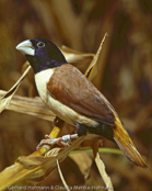 Hooded Munia, Prachtnonne, Capuchinho-da-nova-inglaterra, (Lonchura spectabilis), New Britain Mannikin, panenka nádherná, Pragtnonne, Capuchino de Nueva Bretaña, mustahuppumanikki,   Capucin à capuchon, Cappuccino pettobianco della Nuova Britannia, nyu-buritenshimakokin, ニュアブエイテンシマコキン, Witbuiknon, mniszka papuaska,   mníška kapucnová