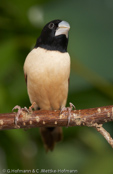 Hooded Munia, Prachtnonne, Capuchinho-da-nova-inglaterra, (Lonchura spectabilis), New Britain Mannikin, panenka nádherná, Pragtnonne, Capuchino de Nueva Bretaña, mustahuppumanikki,   Capucin à capuchon, Cappuccino pettobianco della Nuova Britannia, nyu-buritenshimakokin, ニュアブエイテンシマコキン, Witbuiknon, mniszka papuaska,   mníška kapucnová