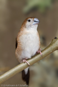 Indian Silverbill, Manon- indiano,, Malabarfasänchen,   (Euodice malabarica), (Lonchura malabarica),  White-throated Munia, stříbrozobka malabarská, Afrikansk Sølvnæb, Capuchino Gorjeador, idänhopeanokka,  Capucin bec-de-plomb,  Söngstrildi,  Becco d'argento indiano,  afurikaginbashi,  アフリカギンバシ, Loodbekje, srebrnodziobek, afrykanski, Амадина серебряноклювая, mníška striebrozobka, Afrikansk silvernäbb