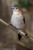 Indian Silverbill, Manon- indiano,, Malabarfasänchen,   (Euodice malabarica), (Lonchura malabarica),  White-throated Munia, stříbrozobka malabarská, Afrikansk Sølvnæb, Capuchino Gorjeador, idänhopeanokka,  Capucin bec-de-plomb,  Söngstrildi,  Becco d'argento indiano,  afurikaginbashi,  アフリカギンバシ, Loodbekje, srebrnodziobek, afrykanski, Амадина серебряноклювая, mníška striebrozobka, Afrikansk silvernäbb