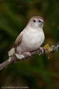 Indian Silverbill, Manon- indiano,, Malabarfasänchen,   (Euodice malabarica), (Lonchura malabarica),  White-throated Munia, stříbrozobka malabarská, Afrikansk Sølvnæb, Capuchino Gorjeador, idänhopeanokka,  Capucin bec-de-plomb,  Söngstrildi,  Becco d'argento indiano,  afurikaginbashi,  アフリカギンバシ, Loodbekje, srebrnodziobek, afrykanski, Амадина серебряноклювая, mníška striebrozobka, Afrikansk silvernäbb