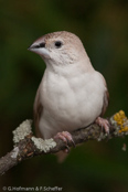 Indian Silverbill, Manon- indiano,, Malabarfasänchen,   (Euodice malabarica), (Lonchura malabarica),  White-throated Munia, stříbrozobka malabarská, Afrikansk Sølvnæb, Capuchino Gorjeador, idänhopeanokka,  Capucin bec-de-plomb,  Söngstrildi,  Becco d'argento indiano,  afurikaginbashi,  アフリカギンバシ, Loodbekje, srebrnodziobek, afrykanski, Амадина серебряноклювая, mníška striebrozobka, Afrikansk silvernäbb